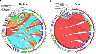 Divergent taxonomic responses of below-ground microbial communities to silicate fertilizer and biofertilizer amendments in two rice ecotypes